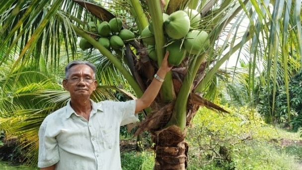 Fresh coconut export: Resolutely suspend planting area codes if non-compliant